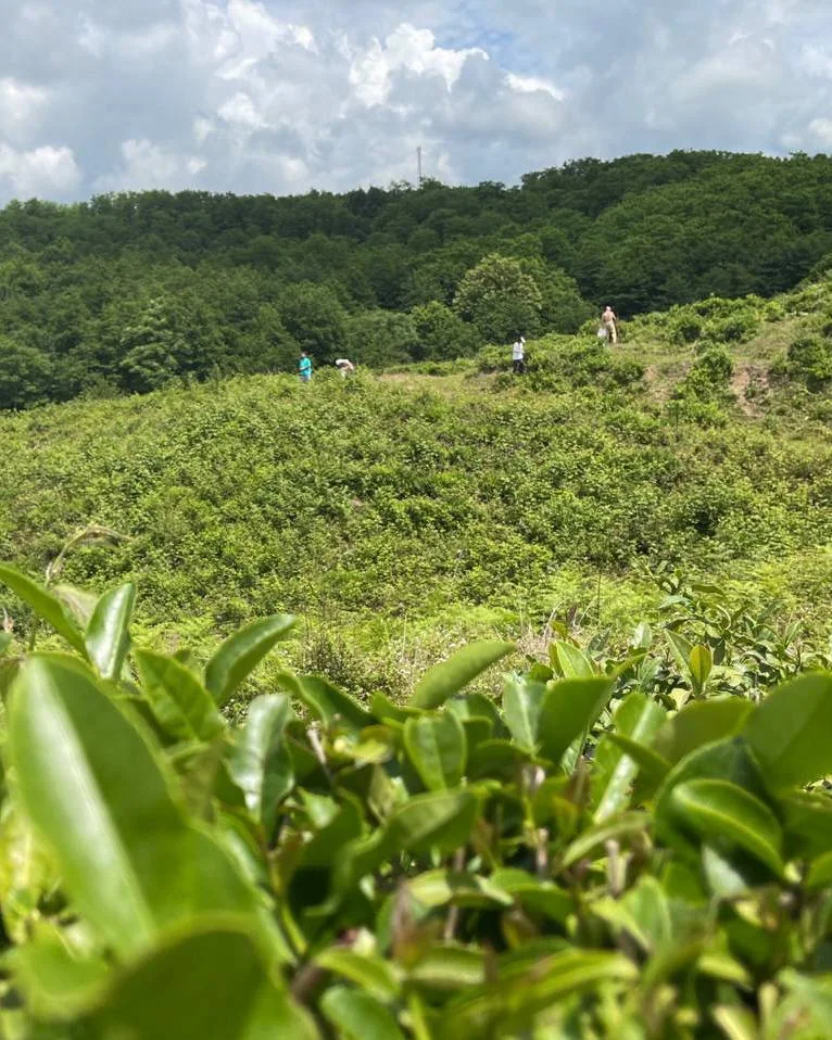 Tea bushes on a green hillside near Ozurgeti, Georgia