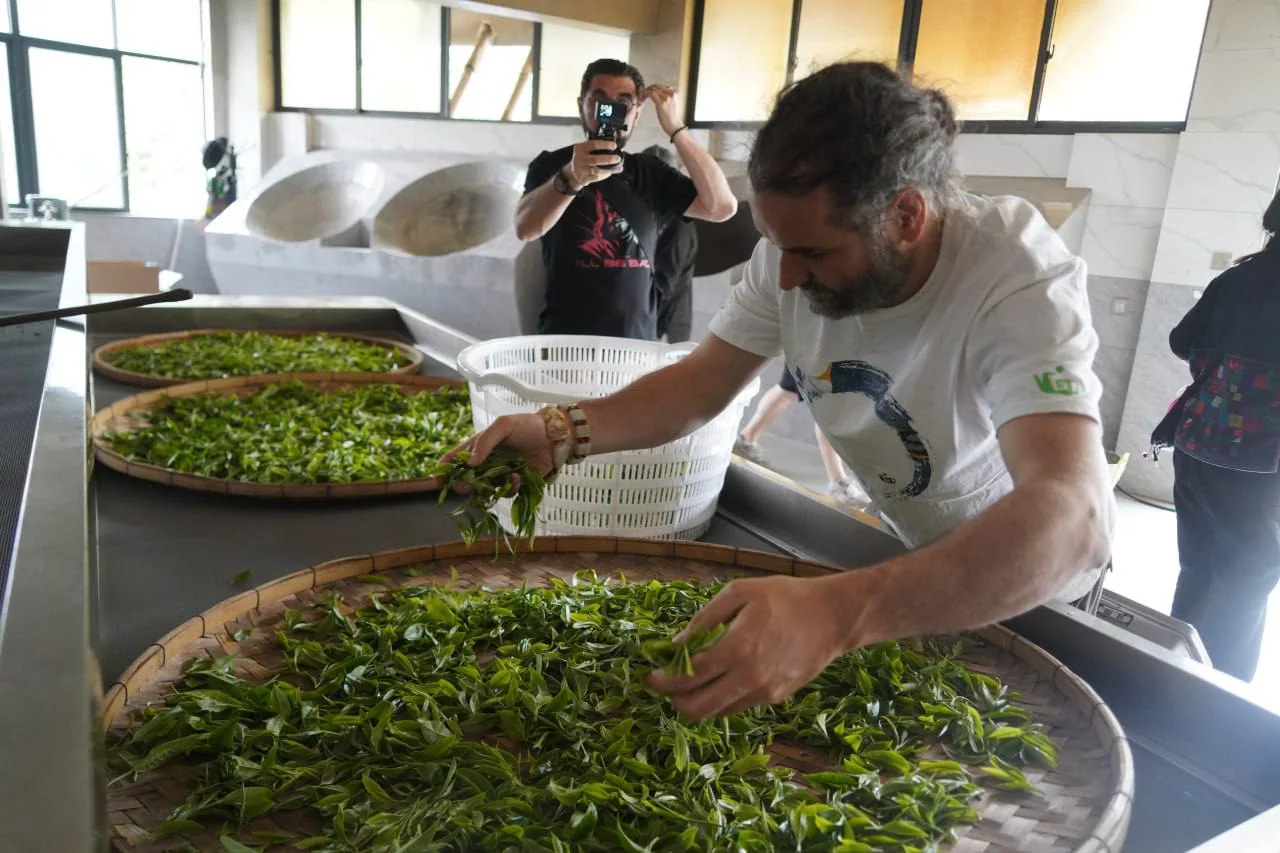 Sergey Shevelev working with fresh tea leaves at a production table