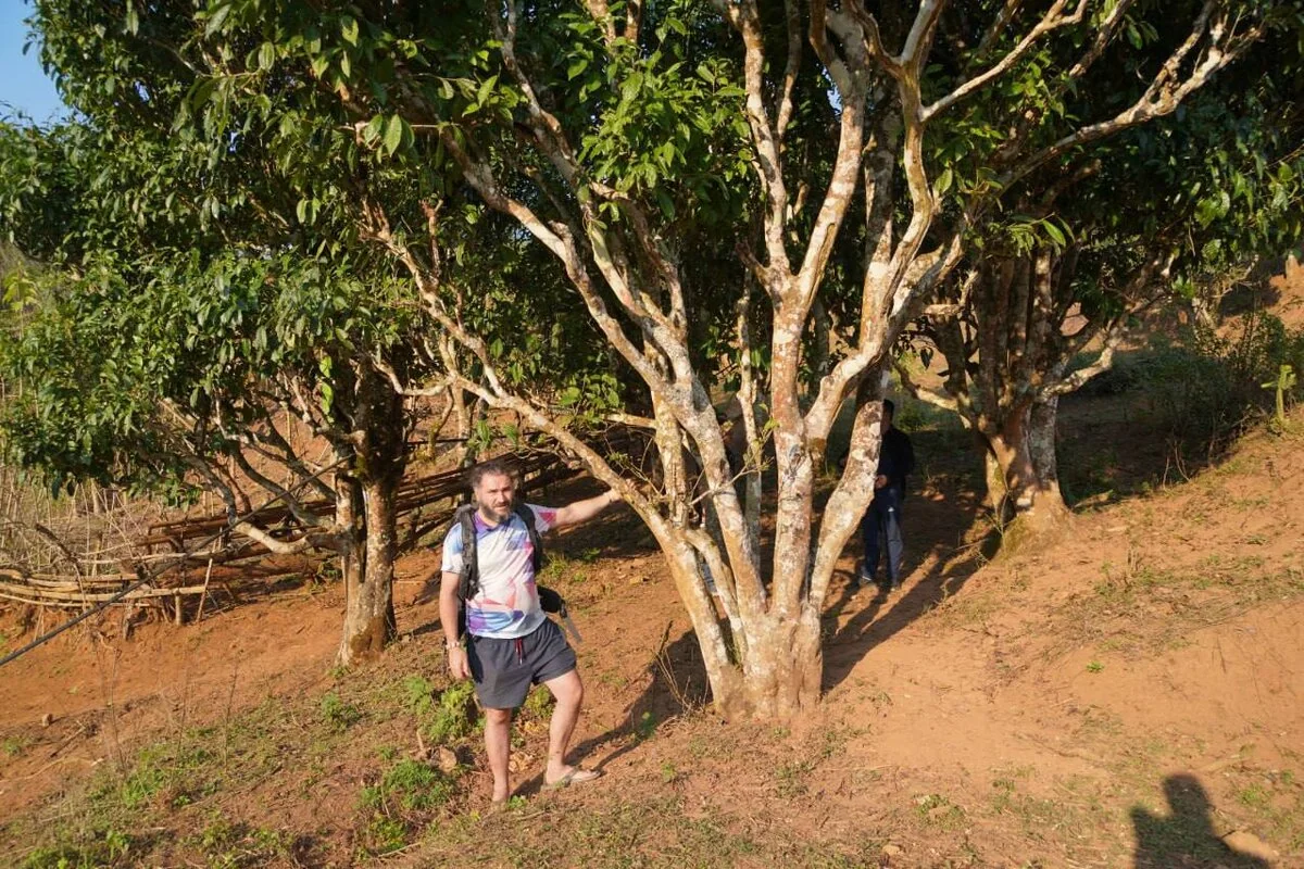 A person beside old tea trees in northern Vietnam